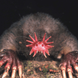 Could it be from another world? 15 shocking creatures that defy biological norms