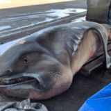 15 Deep-Sea Creatures That Defy Human Logic