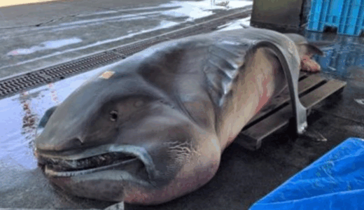 15 Deep-Sea Creatures That Defy Human Logic