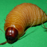 Can You Stomach This? 15 Shocking Dishes That Will Make You Rethink Food