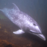 A Dolphin the Marine Biologist Once Helped Returned Weeks Later — and What It Wanted Left Her Stunned