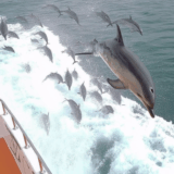 A Dolphin the Marine Biologist Once Helped Returned Weeks Later — and What It Wanted Left Her Stunned