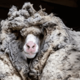 The moment the giant sheep’s wool was sheared, he trembling hands called the police – What was inside?