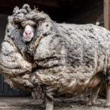 The moment the giant sheep’s wool was sheared, he trembling hands called the police – What was inside?