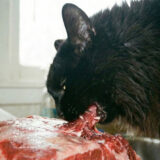 The family who found the kitten. For some reason, the vet reported it to the police with trembling hands.