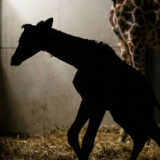 The veterinarian couldn’t believe his eyes when he saw the pregnant giraffe—and was even more shocked when he saw what was born.