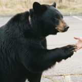 A giant bear convinced it’s a dog. The police officer couldn’t believe his eyes when he saw it sitting down.