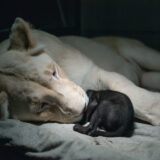 The veterinarian couldn’t believe his eyes when he saw this fat lion—and was even more shocked when he looked inside its stomach.