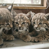 Vet’s Diagnosis for Underdeveloped Kitten Leaves Owner Speechless