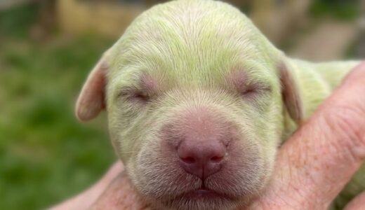 A video of a green puppy published by a breeder caused a firestorm. There was a startling reason.