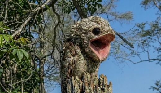 A nondescript tree screams, and a rancher learns the legendary identity of a monster.