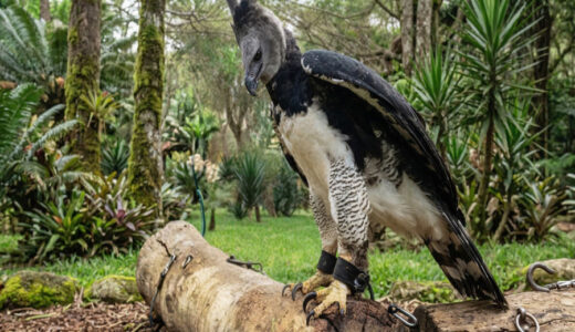 The boy looked up the tree and cried to his father. 'There's a bird with a human face!' His father, who was skeptical, was speechless when he saw it.