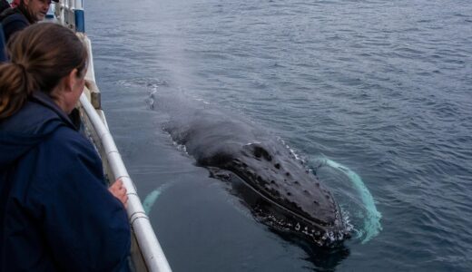 15 Years of Repayment -- Why the Daughter of a Saved Whale Never Left the Research Vessel