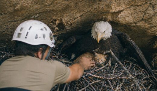 What a family saw in a cliff nest two days after an eagle snatched a kitten--the truth about a miracle on a Texas farm.