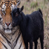 The facility staff’s question, “Why doesn’t this tiger eat goats?
