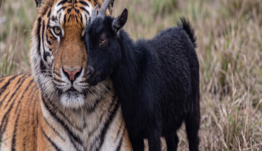 The facility staff’s question, “Why doesn’t this tiger eat goats?