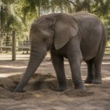 Where Maya left it–what was under the ground that the elephants dug every day.