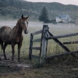 The Morning a Horse Sold Three Years Ago Stood at the Farm Gate Again — A 500-Kilometer Journey Home