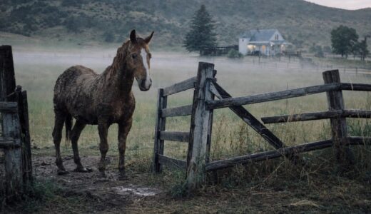 The Morning a Horse Sold Three Years Ago Stood at the Farm Gate Again — A 500-Kilometer Journey Home