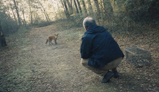 I Found a Fox Kit Collapsed on the Path and Took It Home. For a Month After I Released It, Something Was Left at My Front Door Every Single Morning