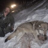 The Wolf That Grew Too Large to Release — One Night in an Avalanche Zone, a 130-Pound Animal Proved Everyone Wrong