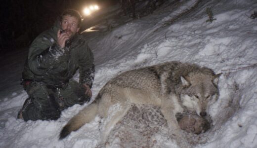 The Wolf That Grew Too Large to Release — One Night in an Avalanche Zone, a 130-Pound Animal Proved Everyone Wrong